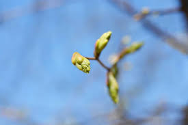 Attēlu rezultāti vaicājumam “Tilia cordata bud”
