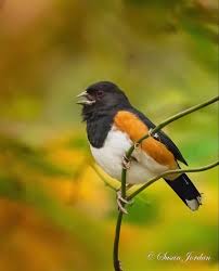 Image result for Pipilo erythrophthalmus