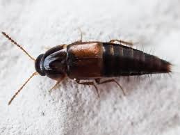 Attēlu rezultāti vaicājumam “Tachyporus sp.”