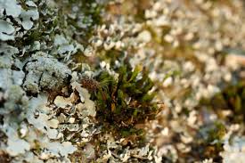 Attēlu rezultāti vaicājumam “Orthotrichum anomalum sporophyte”