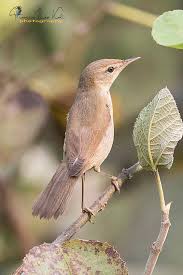 Attēlu rezultāti vaicājumam “Acrocephalus dumetorum”