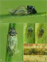 Attēlu rezultāti vaicājumam “Adelges laricis”