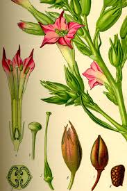 Attēlu rezultāti vaicājumam “Nicotiana tabacum flower”