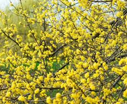 Attēlu rezultāti vaicājumam “Cornus mas flower”