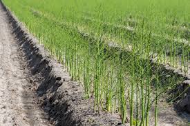 Attēlu rezultāti vaicājumam “Asparagus officinalis”