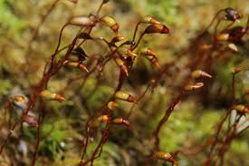 Attēlu rezultāti vaicājumam “Dicranella schreberiana”