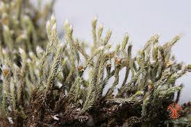 Attēlu rezultāti vaicājumam “Hedwigia ciliata”