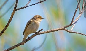 Attēlu rezultāti vaicājumam “Phylloscopus trochilus”