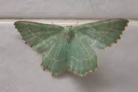 Attēlu rezultāti vaicājumam “Thalera fimbrialis”