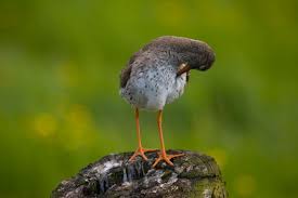 Attēlu rezultāti vaicājumam “Tringa totanus”