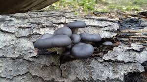 Attēlu rezultāti vaicājumam “Junghuhnia pseudozilingiana”