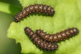 Attēlu rezultāti vaicājumam “Boloria eunomia”