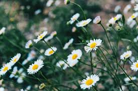 Attēlu rezultāti vaicājumam “Leucanthemum vulgare flower”