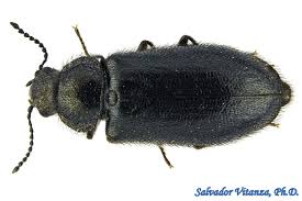 Attēlu rezultāti vaicājumam “Dasytes sp.”