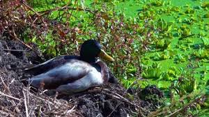 Attēlu rezultāti vaicājumam “Anas platyrhynchos eggs”