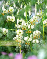 Image result for Lilium martagon Alba
