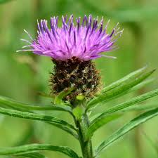 Image result for Centaurea nigra
