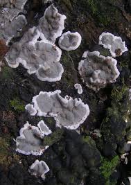 Attēlu rezultāti vaicājumam “Kretzschmaria deusta”