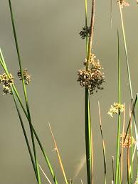 Attēlu rezultāti vaicājumam “Juncaceae”