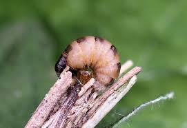 Attēlu rezultāti vaicājumam “Psyche casta larva”