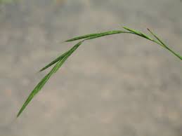 Attēlu rezultāti vaicājumam “Brachypodium sylvaticum fruit”