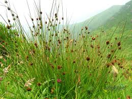 Attēlu rezultāti vaicājumam “Juncus conglomeratus”