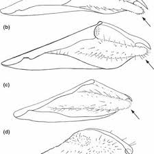 Attēlu rezultāti vaicājumam “Vacciniina optilete underside”