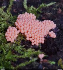 Attēlu rezultāti vaicājumam “Arcyria, Heterotrichia sp.”