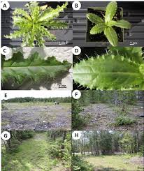 Attēlu rezultāti vaicājumam “Saussurea esthonica leaf”