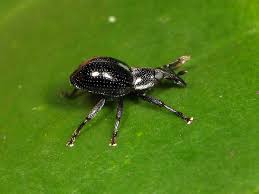 Attēlu rezultāti vaicājumam “Apion sp.”