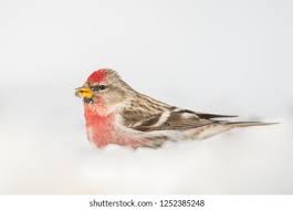 Attēlu rezultāti vaicājumam “Carduelis flammea male”