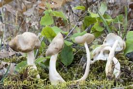 Attēlu rezultāti vaicājumam “Helvella elastica”