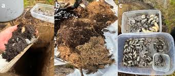 Attēlu rezultāti vaicājumam “Osmoderma barnabita imago”