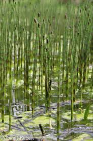 Attēlu rezultāti vaicājumam “Equisetum fluviatile”