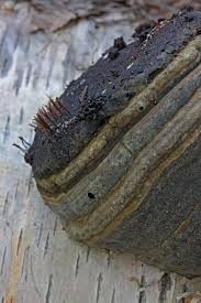 Attēlu rezultāti vaicājumam “Stemonitis marjana”