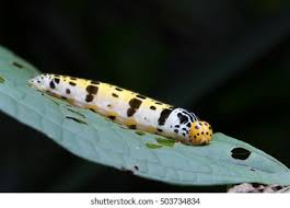 Attēlu rezultāti vaicājumam “Aporia crataegi pupa”