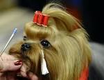 BlogPost - WESTMINSTER DOG SHOW 2011: Pooch prep time