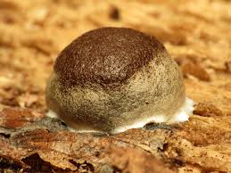 Attēlu rezultāti vaicājumam “Reticularia sp.”