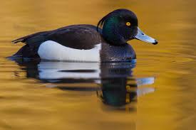 Image result for Aythya fuligula