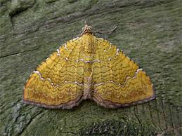 Attēlu rezultāti vaicājumam “Camptogramma bilineata”