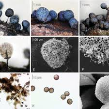 Attēlu rezultāti vaicājumam “Lamproderma pseudomaculatum macro”