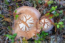 Attēlu rezultāti vaicājumam “Cortinarius traganus”