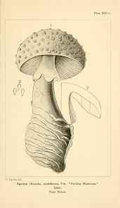 Attēlu rezultāti vaicājumam “Amanita strobiliformis”