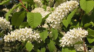 Attēlu rezultāti vaicājumam “Padus avium fruit”