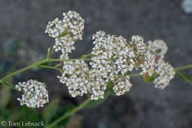 Attēlu rezultāti vaicājumam “Lepidium latifolium”