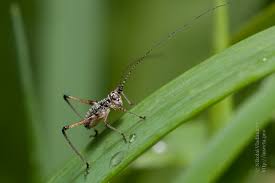 Attēlu rezultāti vaicājumam “Phaneroptera falcata”