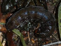 Attēlu rezultāti vaicājumam “Eupsilia transversa”