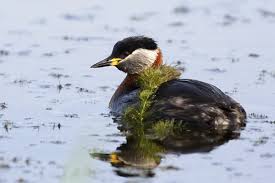 Attēlu rezultāti vaicājumam “Podiceps grisegena adult”
