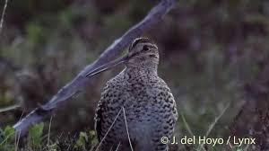 Image result for Gallinago media