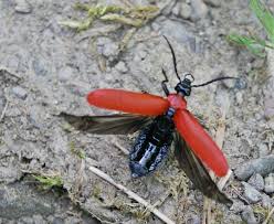 Attēlu rezultāti vaicājumam “Pyrochroa coccinea”
